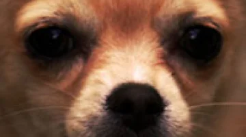 Chihuahua savages young girl...