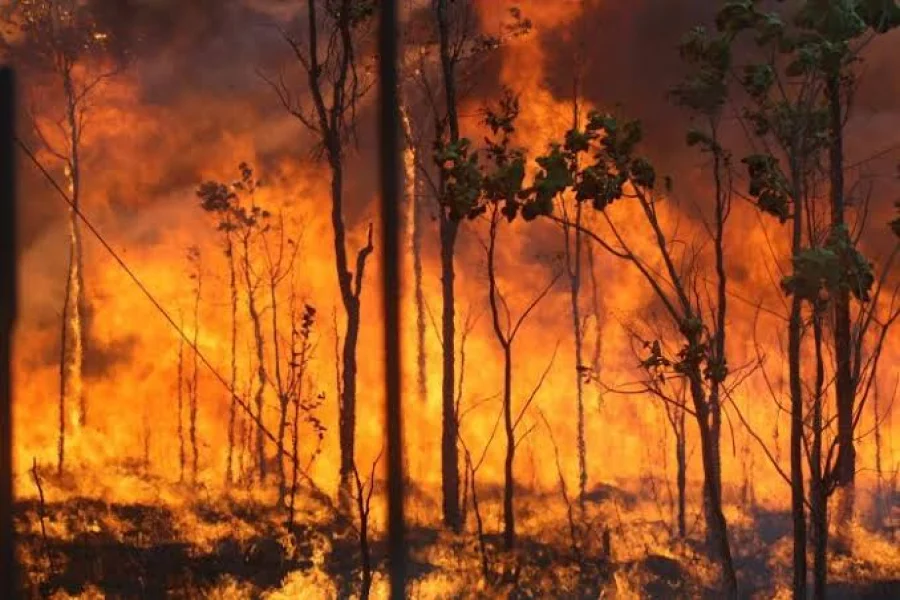 What do the dumb people do?